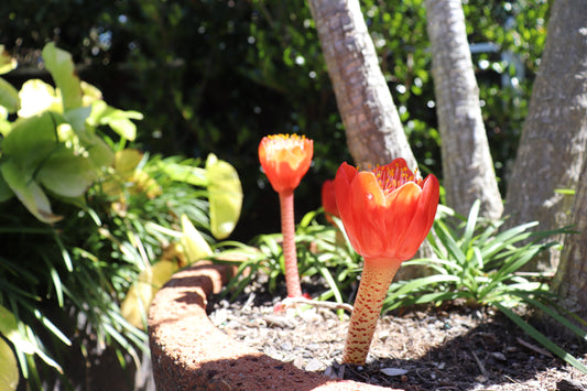 Haemanthus coccineus 3