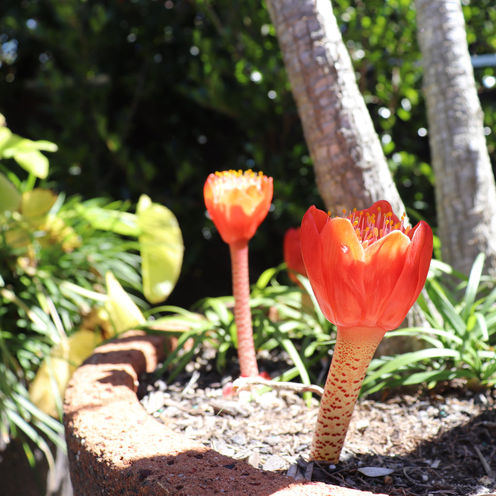 Haemanthus coccineus Image