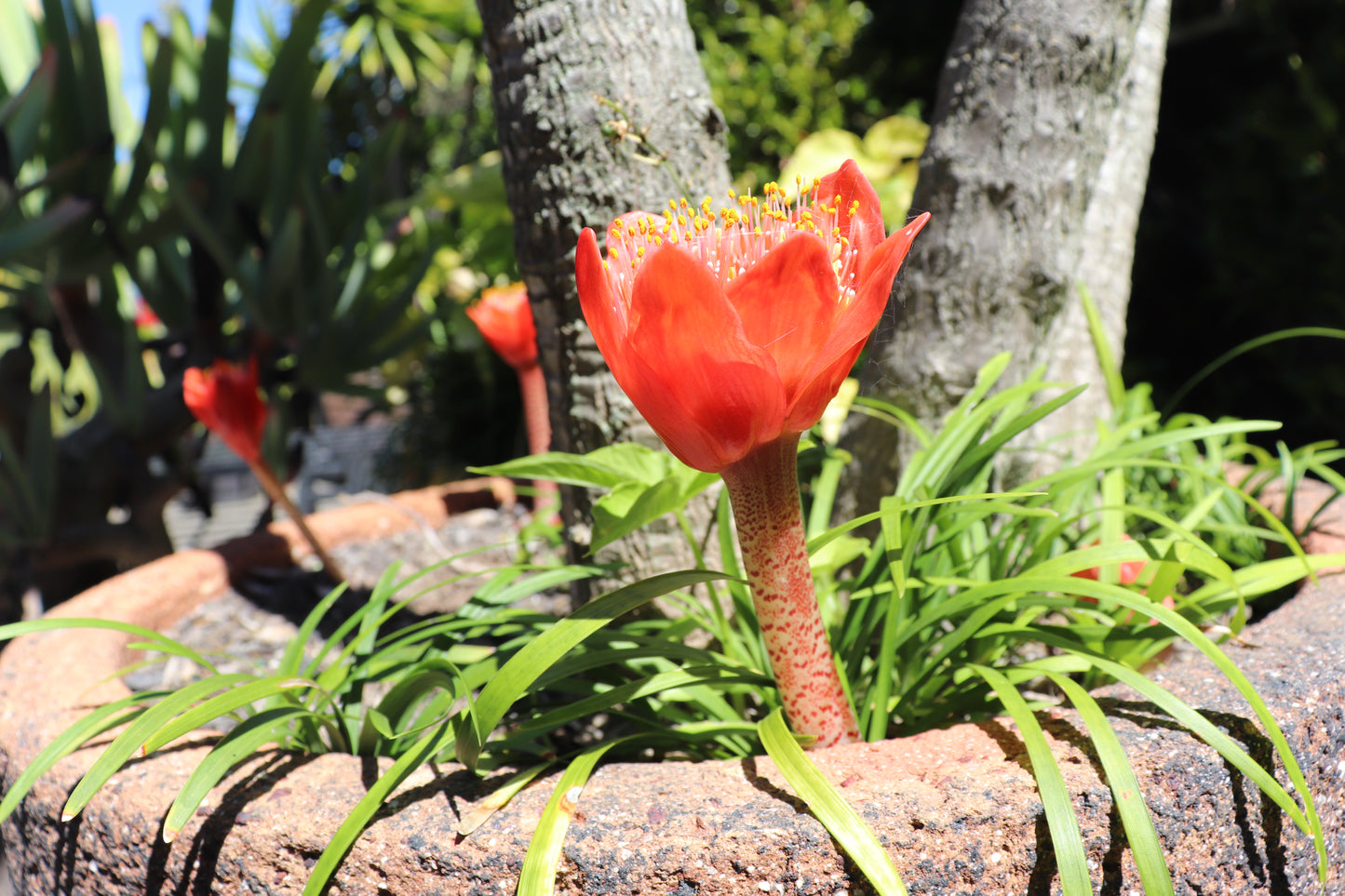 Haemanthus coccineus 4