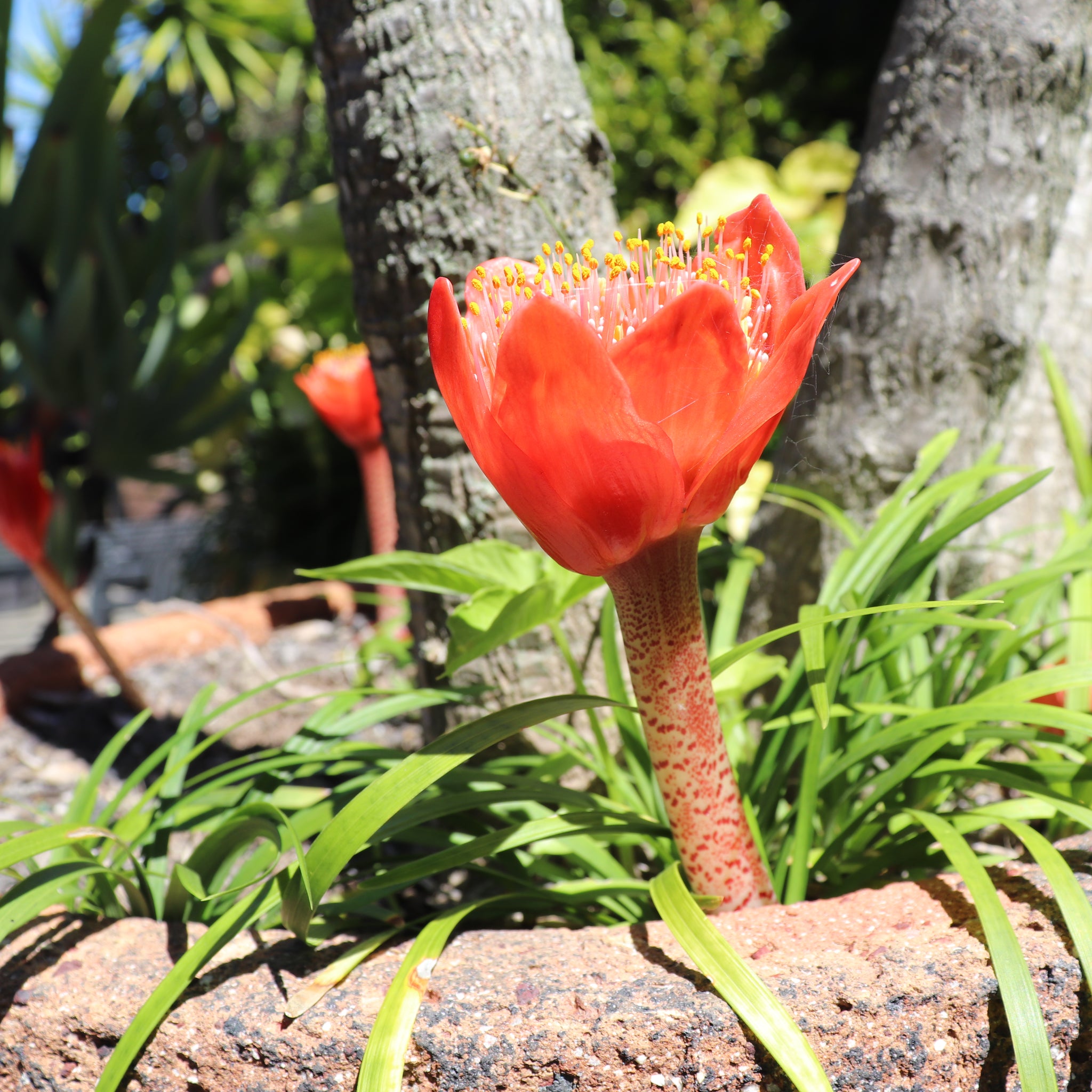 Haemanthus coccineus – Texture Plants, Landscapes, Lush Lawns Christchurch