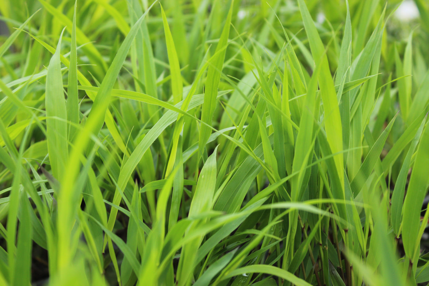 Hakonechloa macra