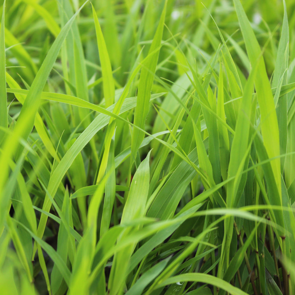 Hakonechloa macra Image