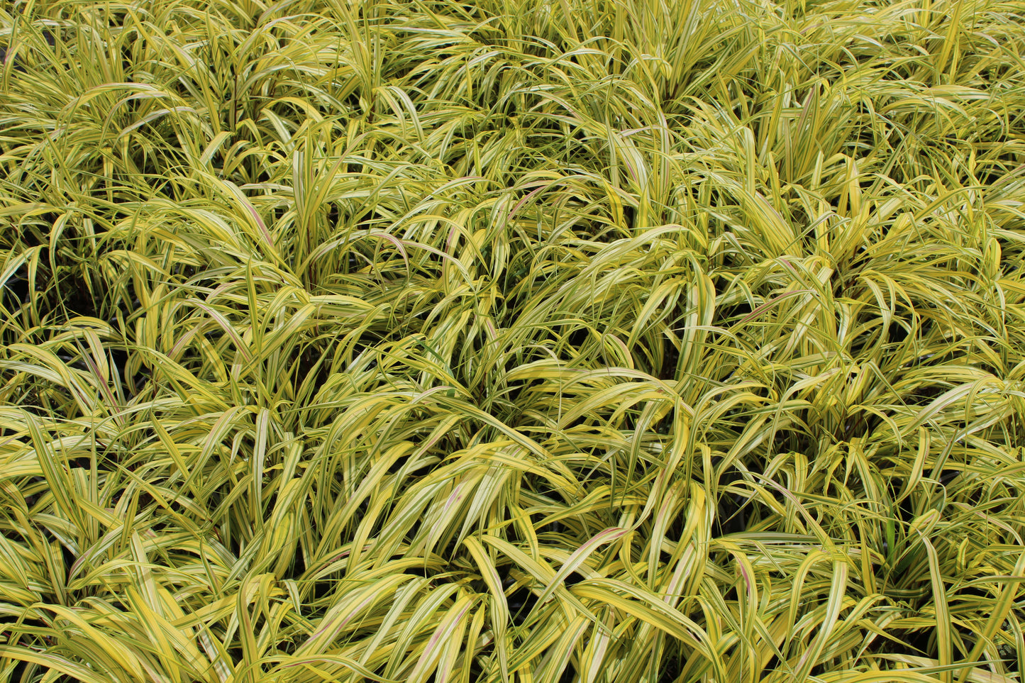 Hakonechloa macra Aureola
