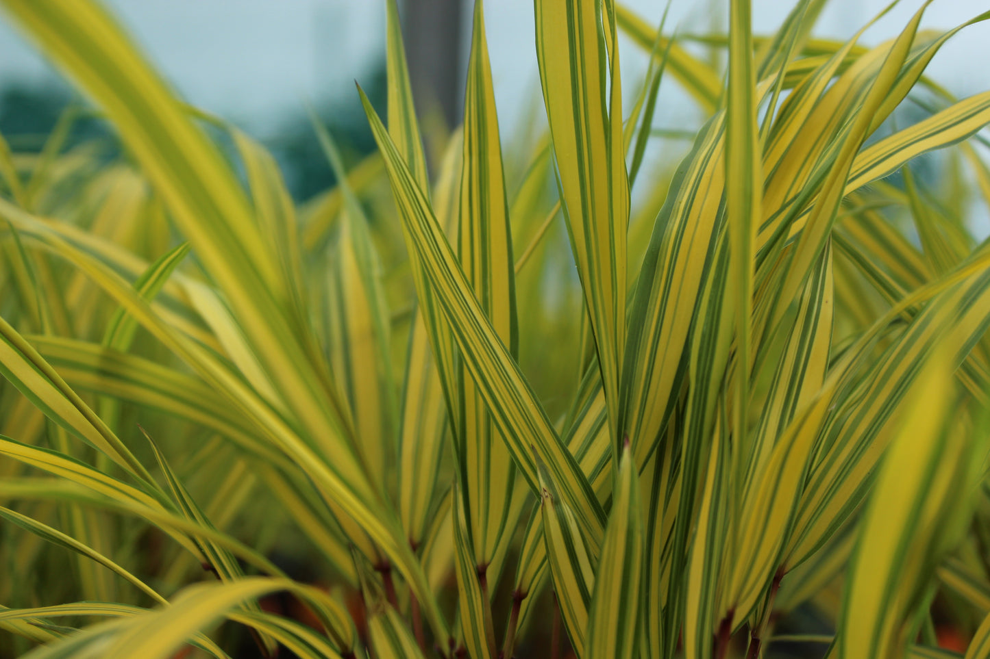 Hakonechloa macra Aureola 2