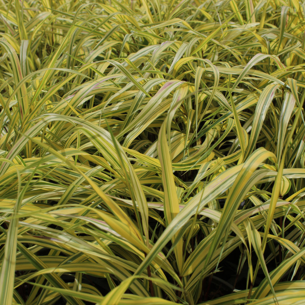 Hakonechloa macra Aureola Image