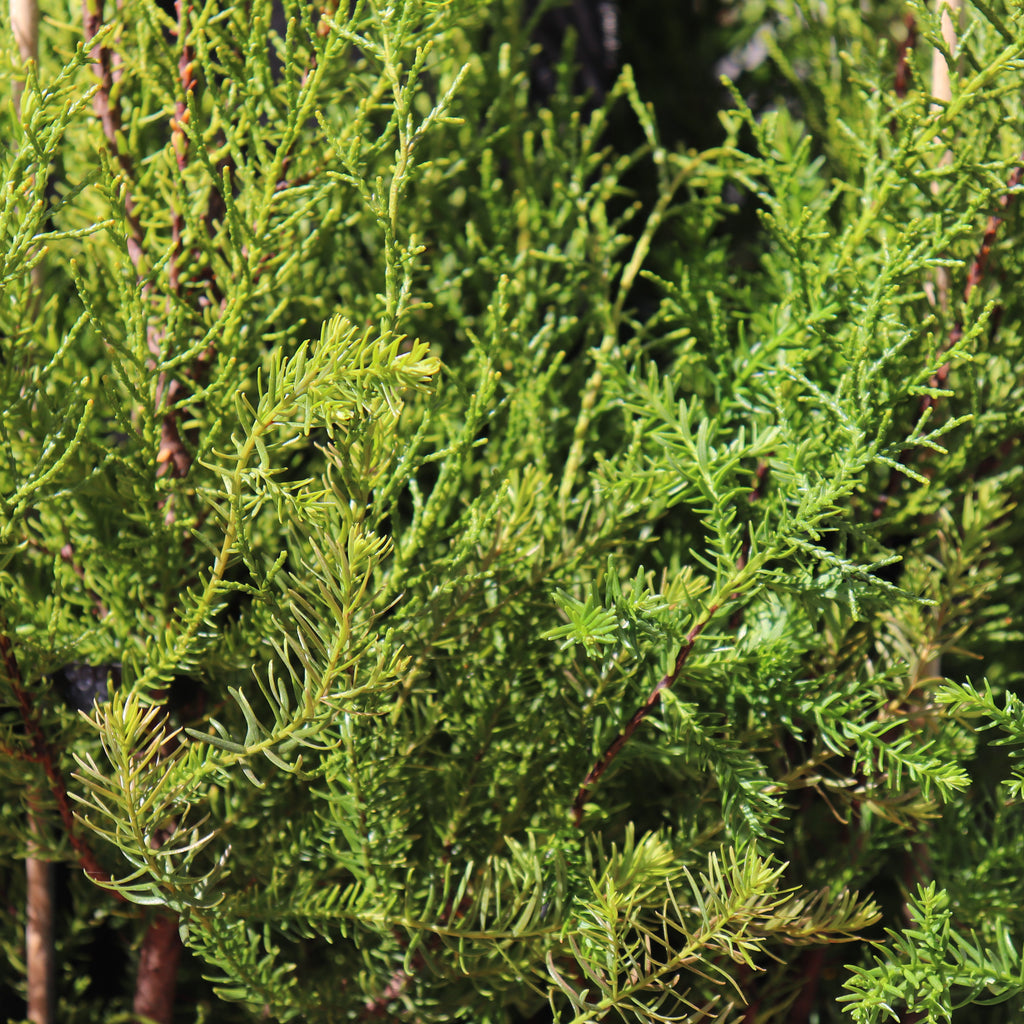 Halocarpus bidwillii Image