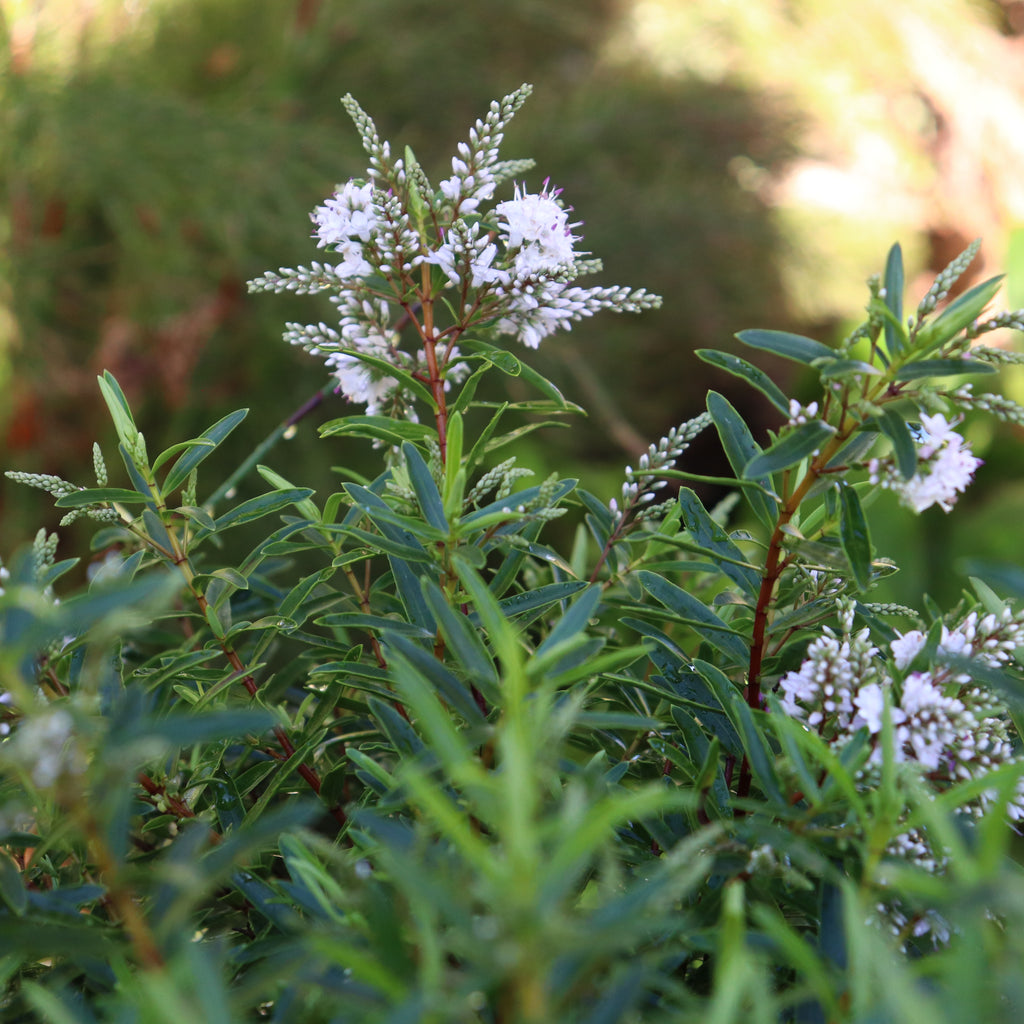 Hebe Autumn Snow Image
