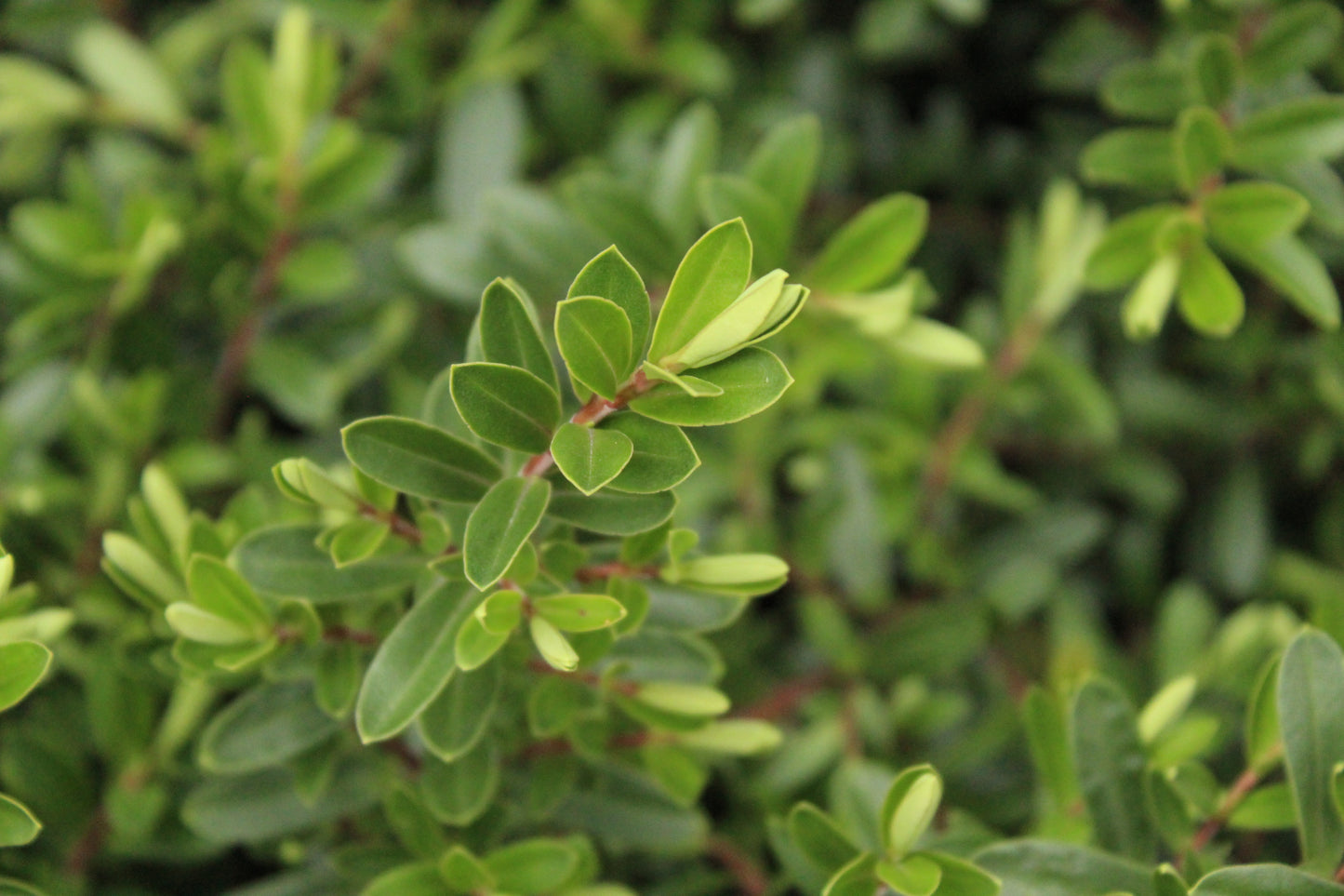 Hebe 'Beverley Hills'