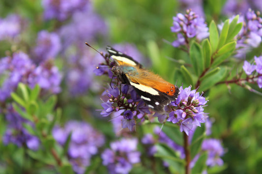 Hebe Beverley Hills 2