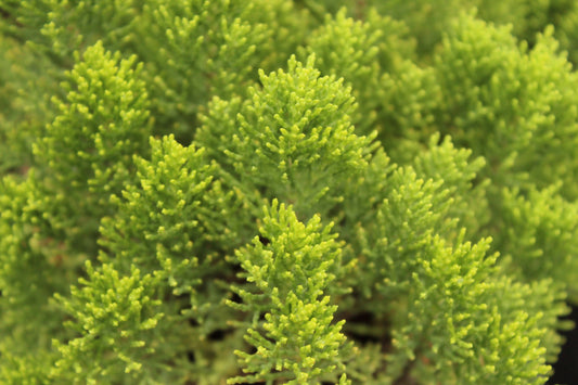 Hebe Cupressoides 'Nana'