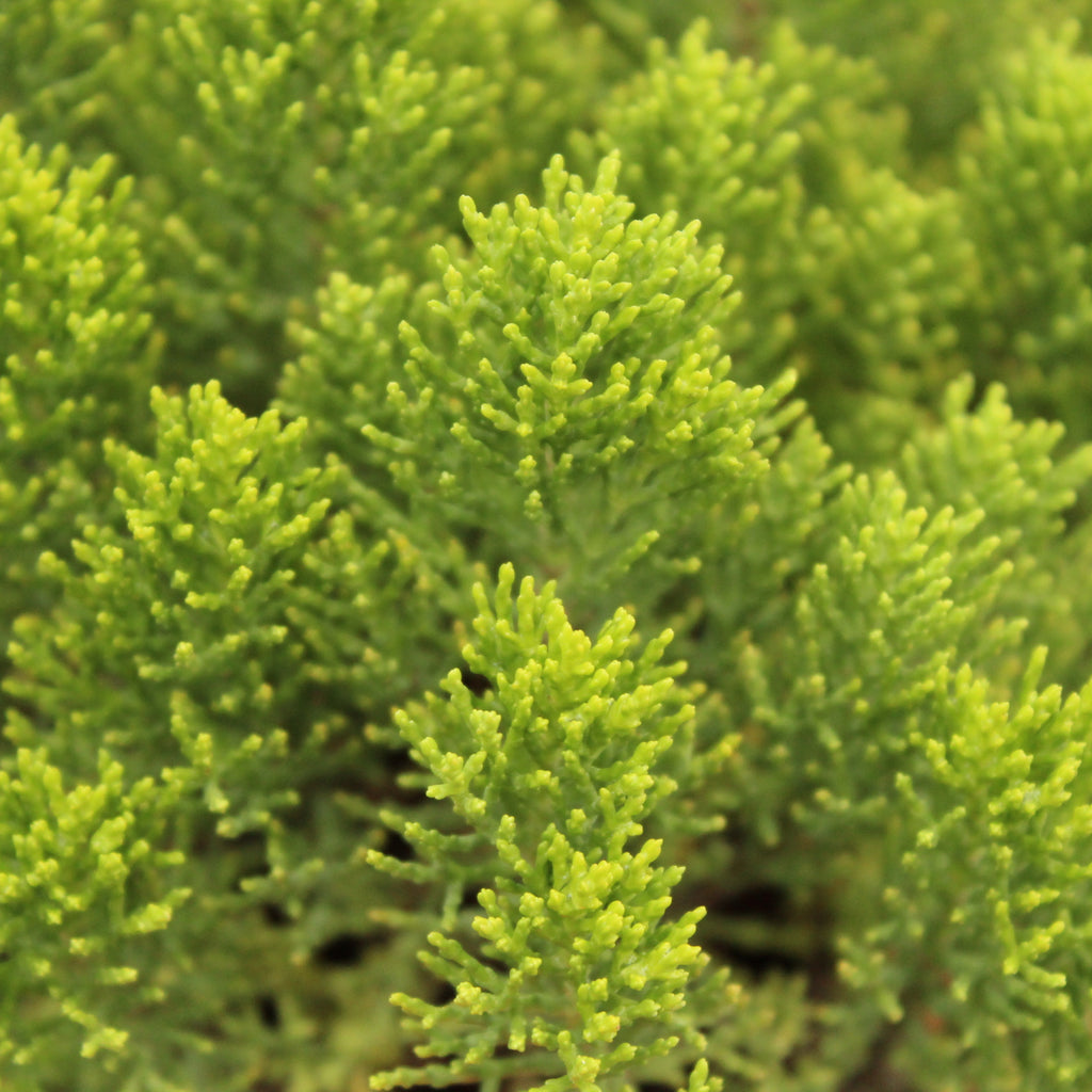 Hebe Cupressoides Nana Image