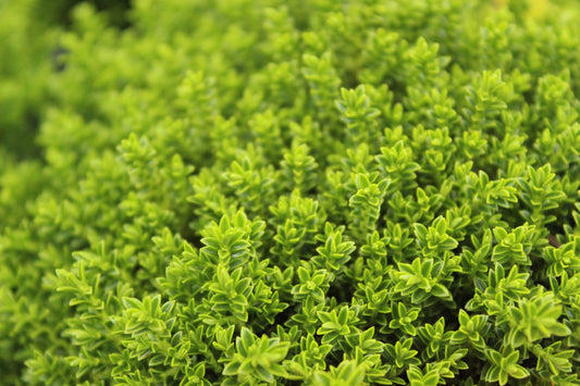 Hebe Emerald Green