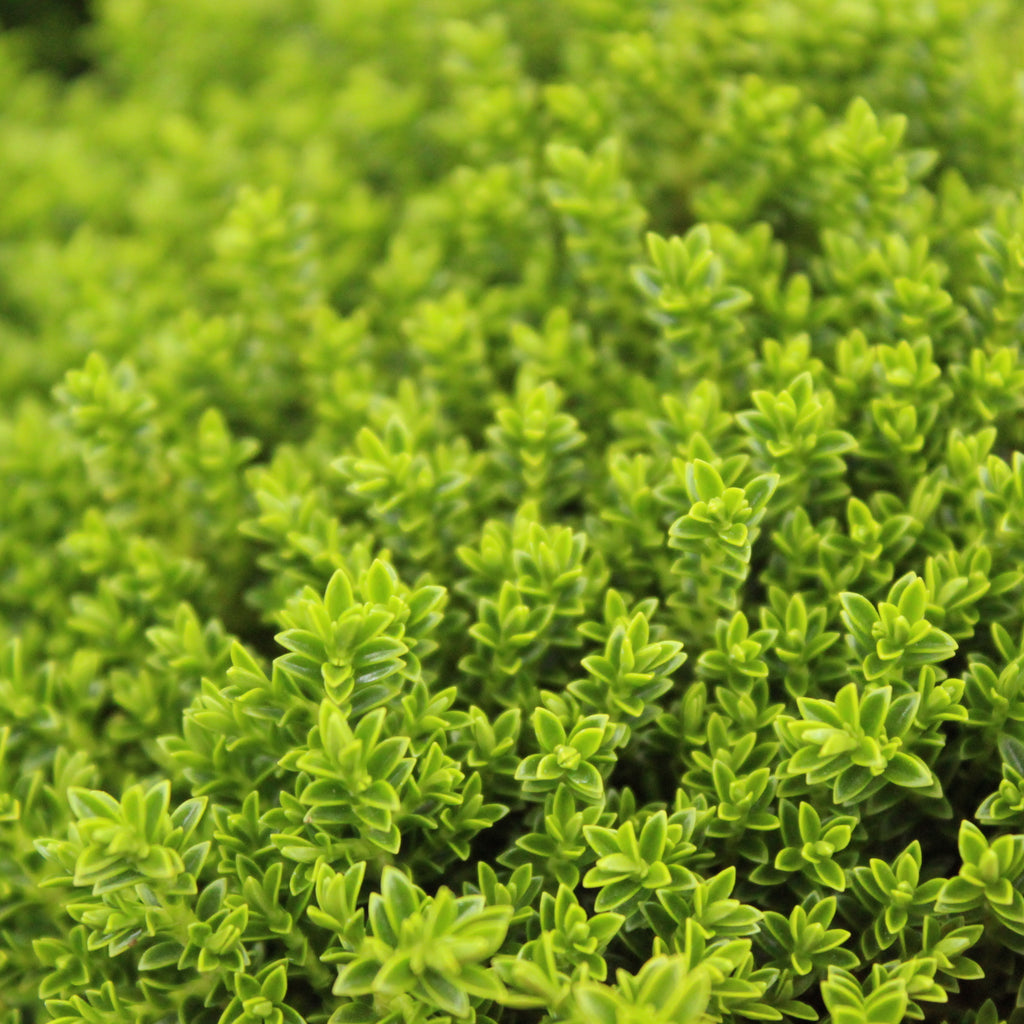 Hebe Emerald Green Image