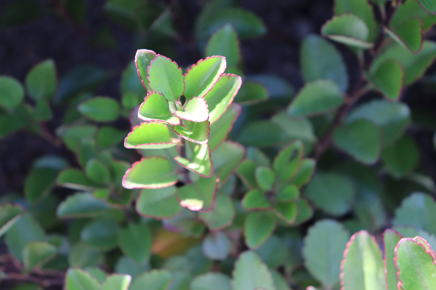 Hebe Fairfieldii