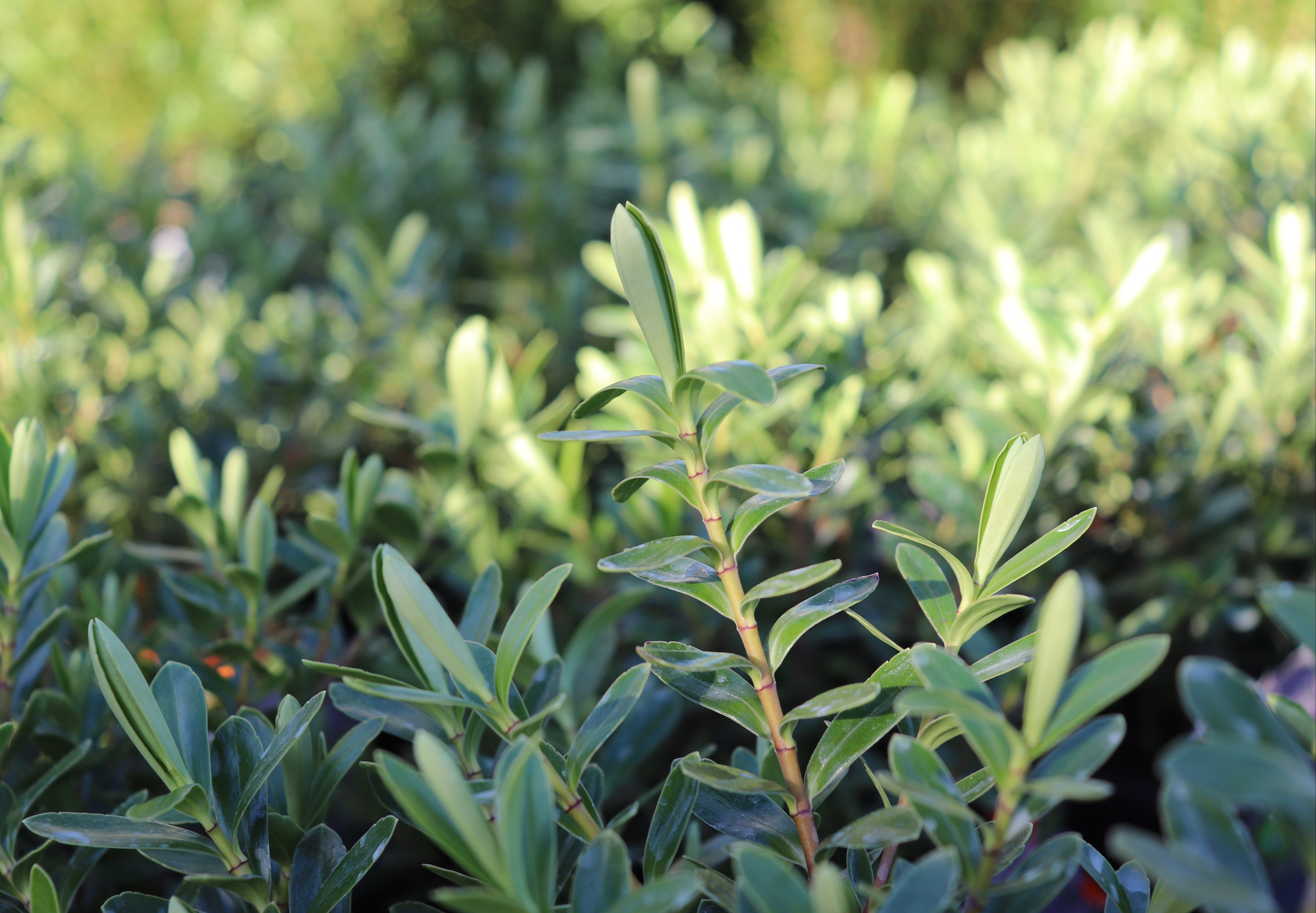 Hebe Heebie Jeebies – Texture Plants, Landscapes, Lush Lawns Christchurch