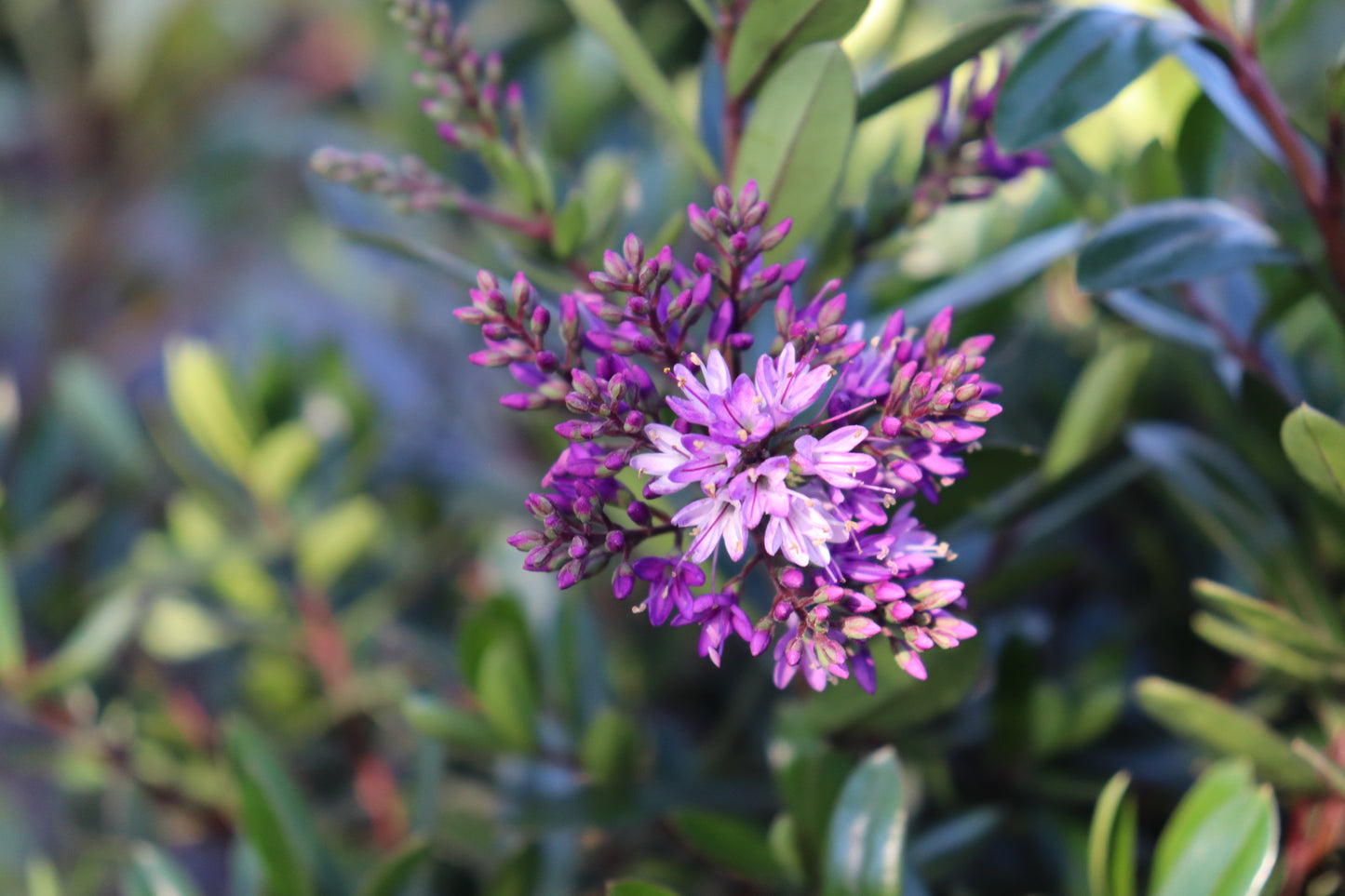 Hebe Inspiration flower