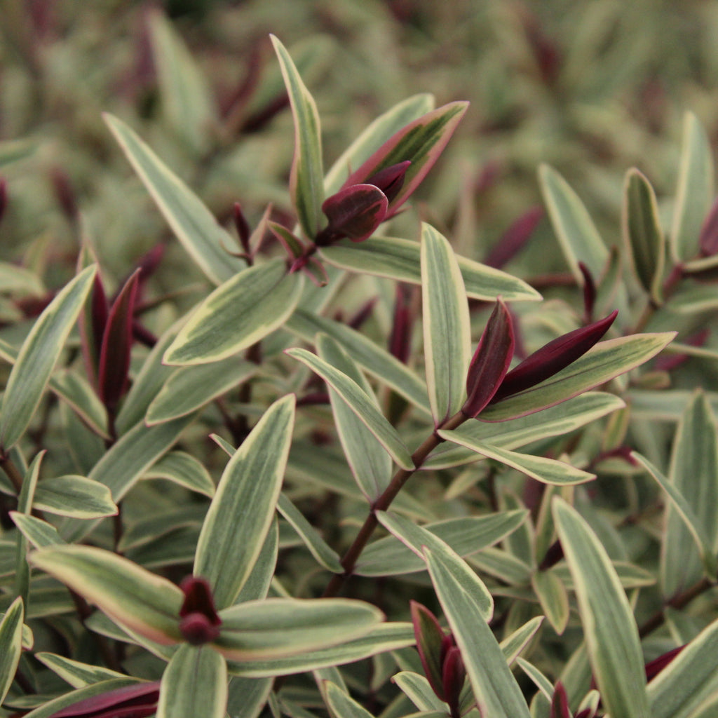 Hebe Orphan Annie Image