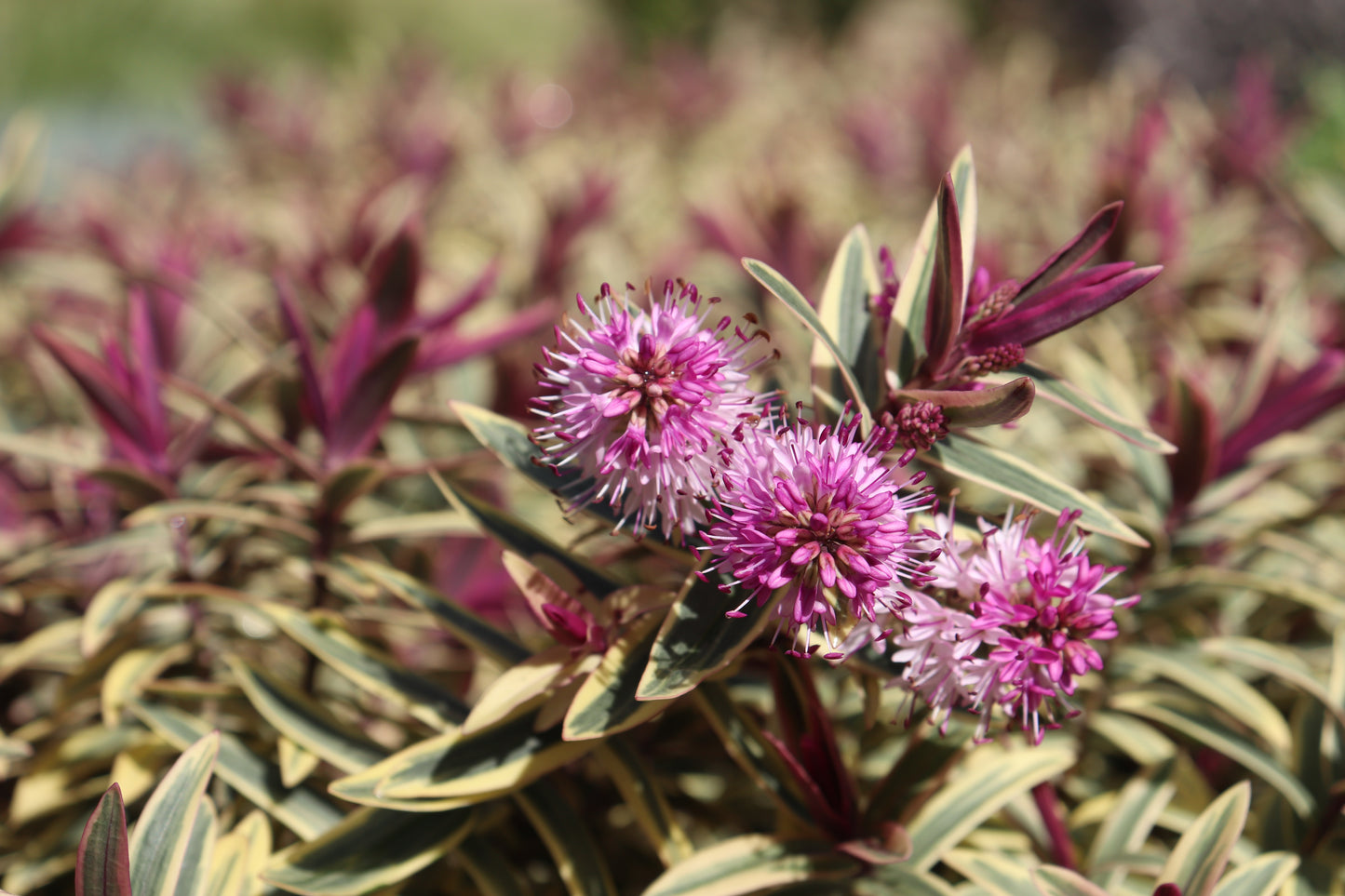 Hebe Orphan Annie flower