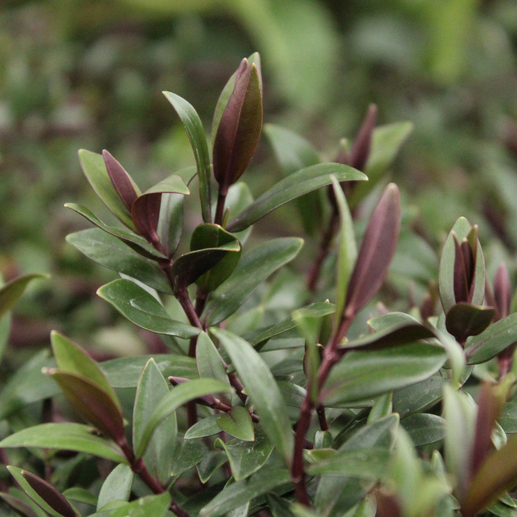 Hebe Pretty In Pink Image