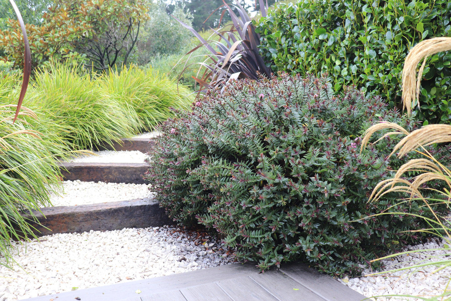 Hebe Pretty In Pink 2