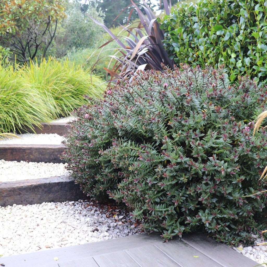 Hebe Pretty In Pink Image