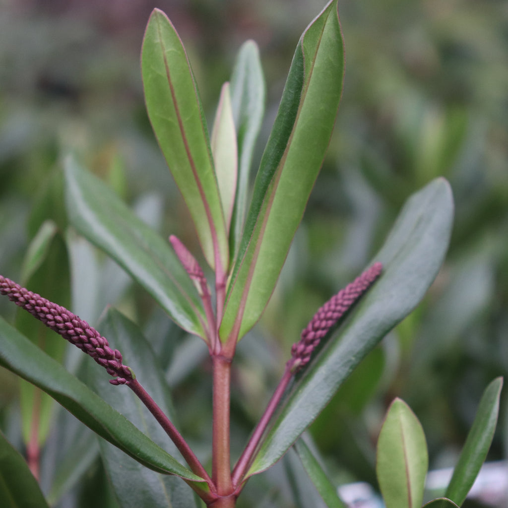 Hebe Wiri Vision Image