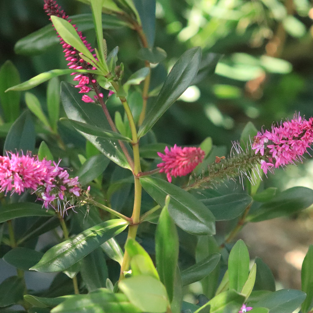 Hebe Wiri Vision Image