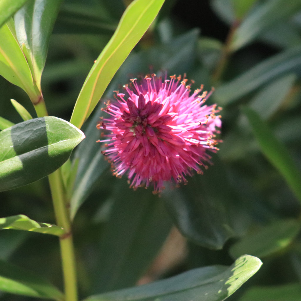 Hebe Wiri Vision Image