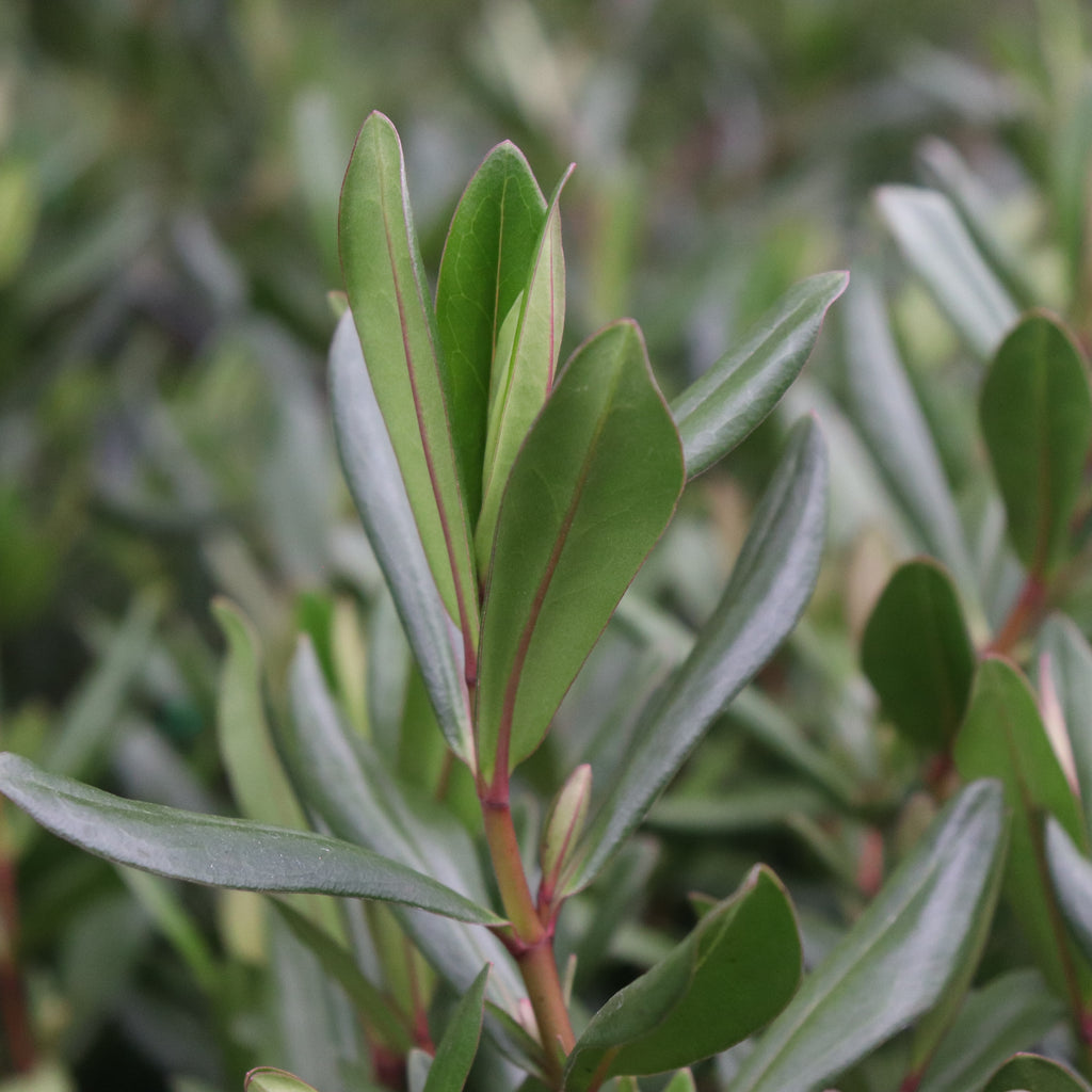 Hebe Wiri Vision Image