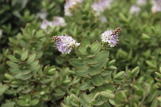 Hebe albicans 'Red Edge'