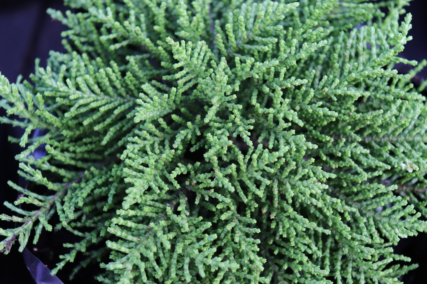 Hebe annulata
