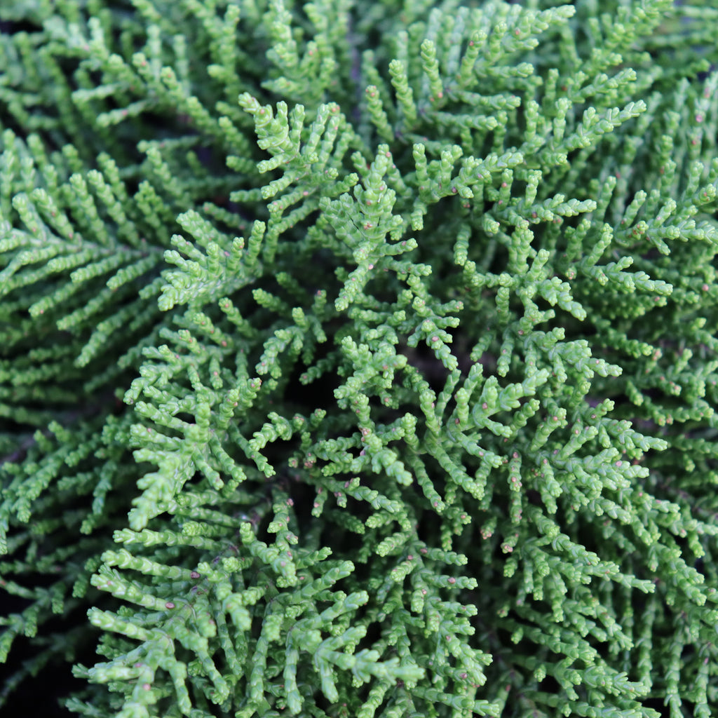 Hebe annulata Image