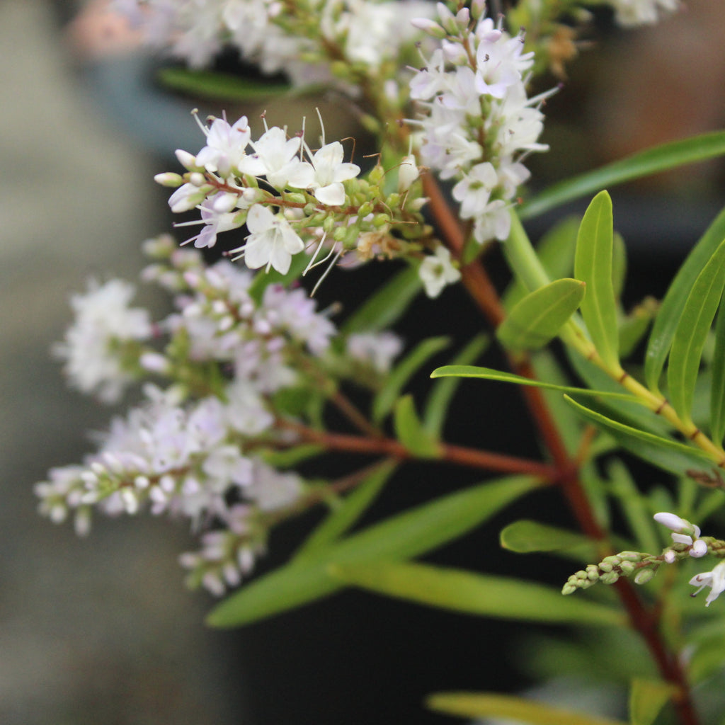 Hebe Autumn Snow Image