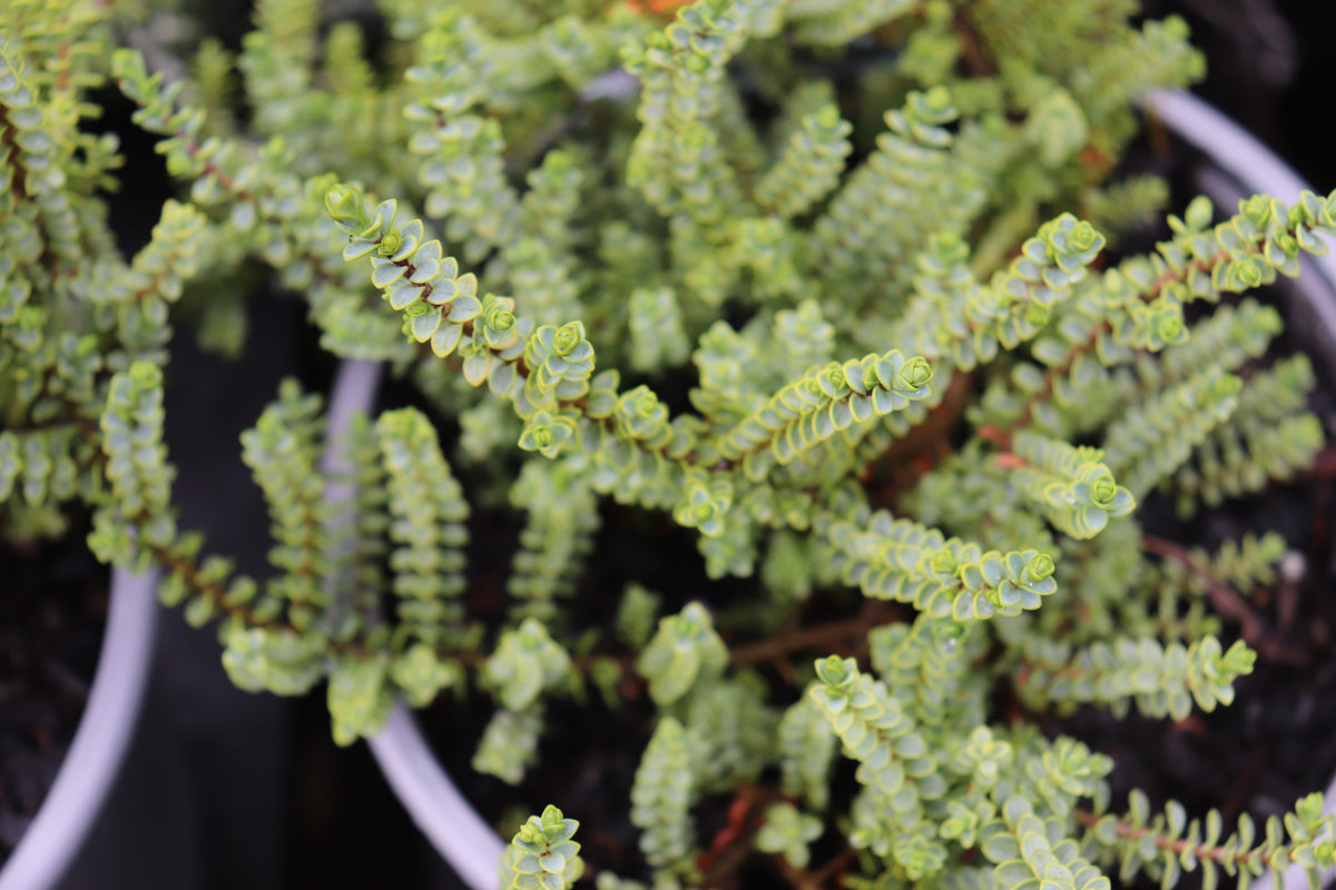 Hebe buchananii minor