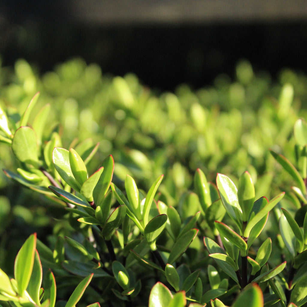 Hebe decumbens Image