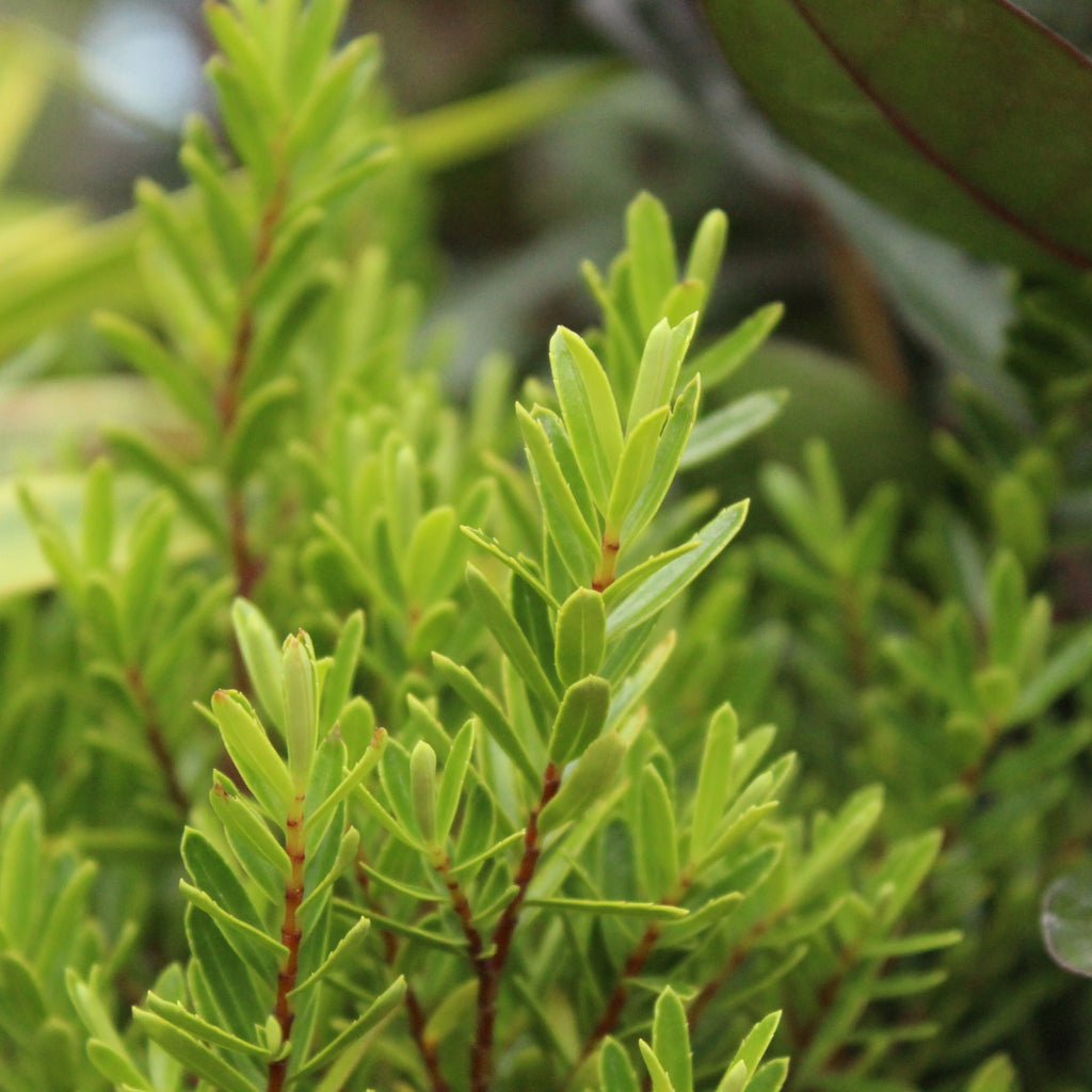 Hebe diosmifolia Image