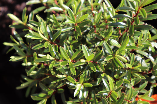 Hebe diosmifolia mauve