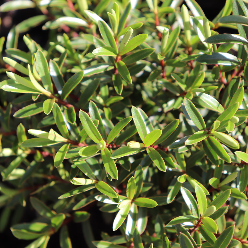 Hebe diosmifolia mauve Image