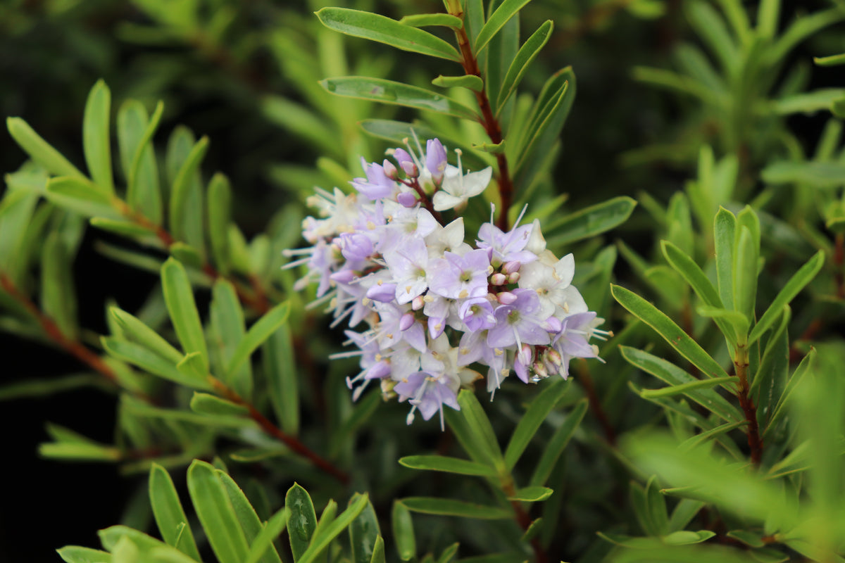 Hebe diosmifolia mauve 2