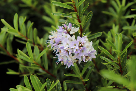 Hebe diosmifolia mauve 2