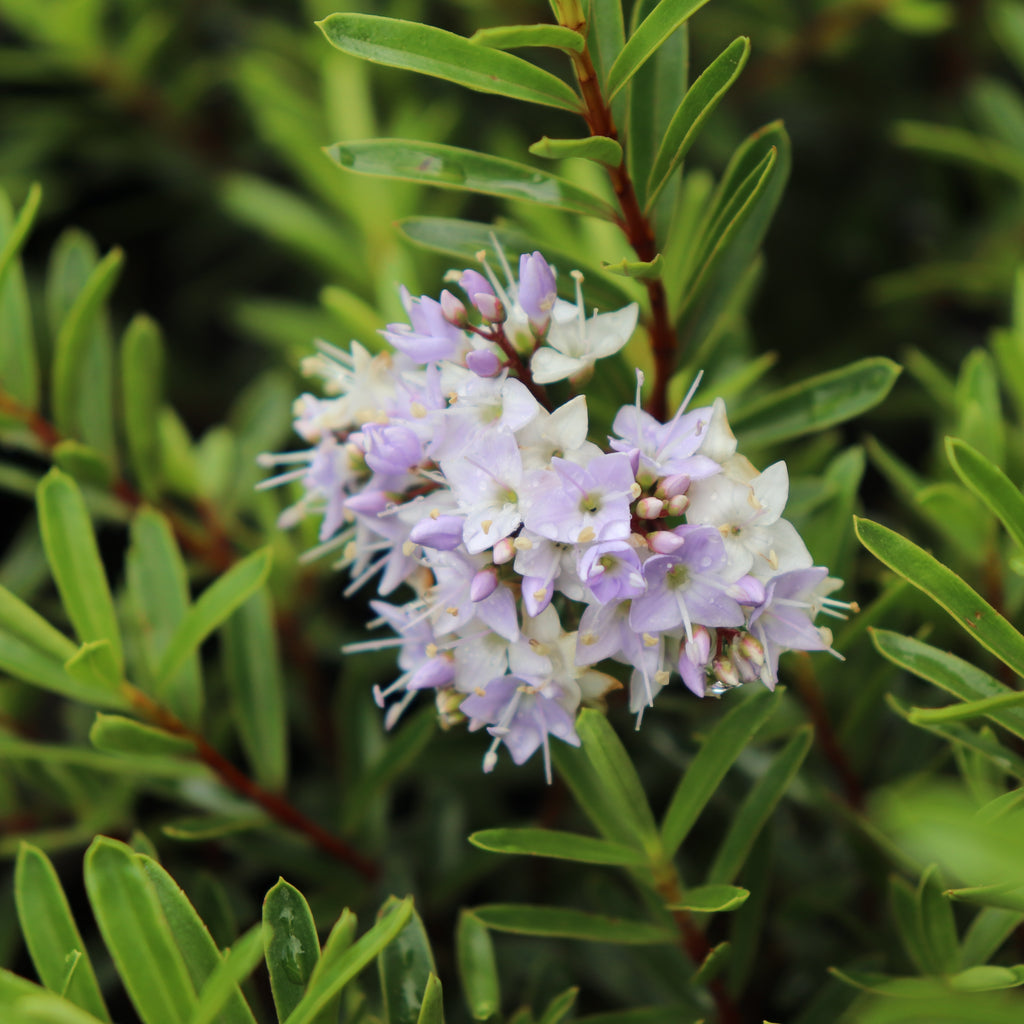 Hebe diosmifolia mauve Image