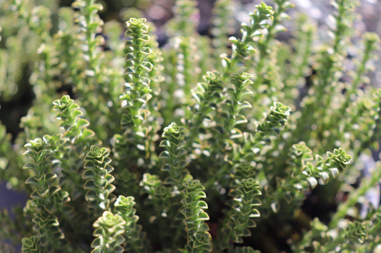 Hebe epacridea