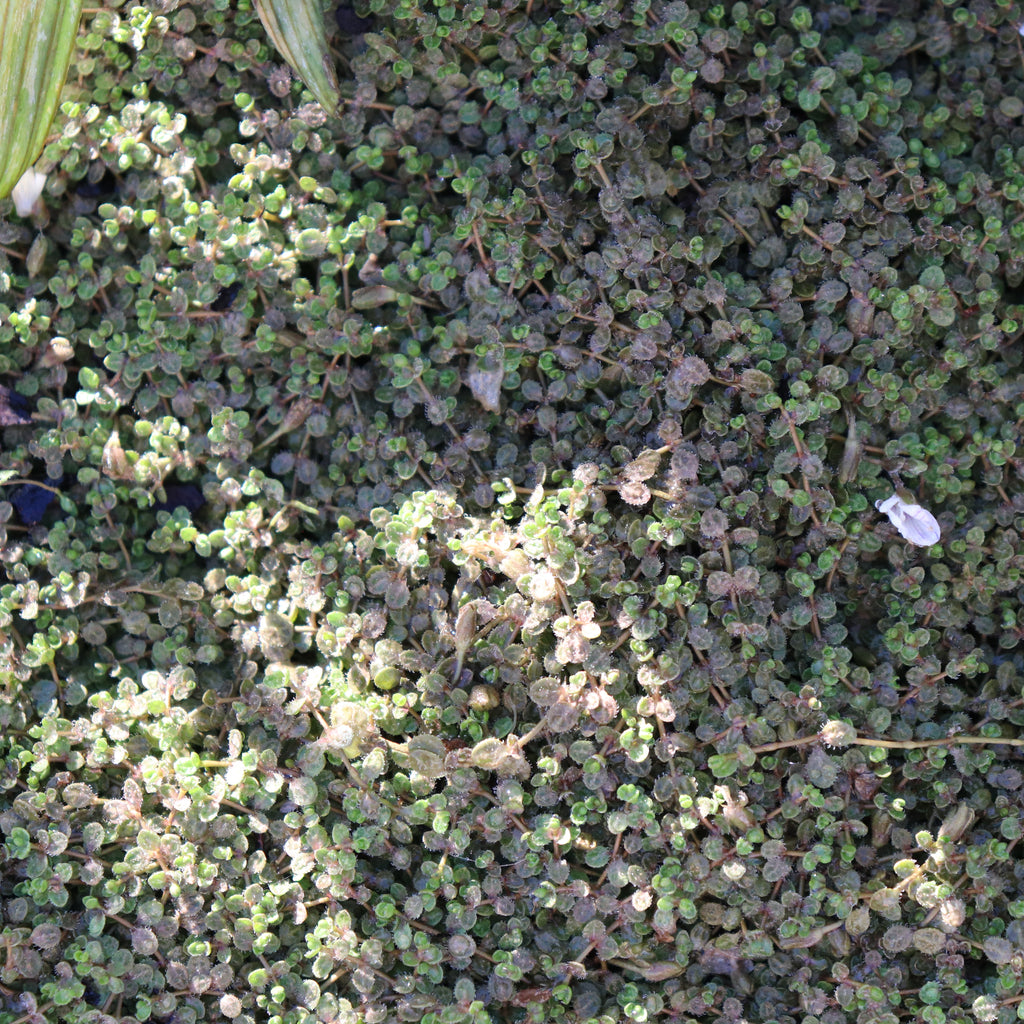 Hebe lilliputiana Image