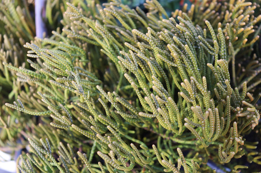 Hebe ochracea