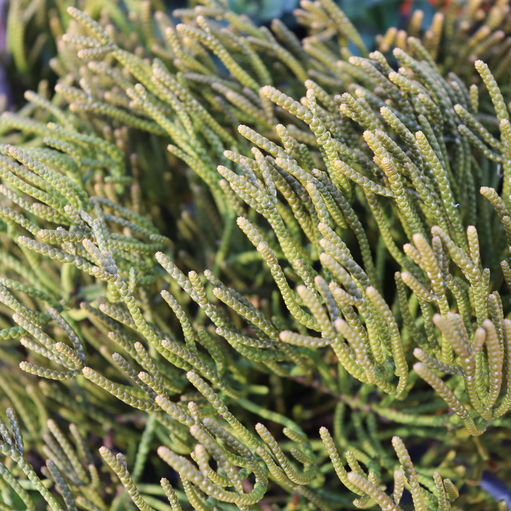 Hebe ochracea Image