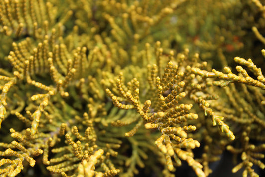 Hebe ochracea 'James Stirling'