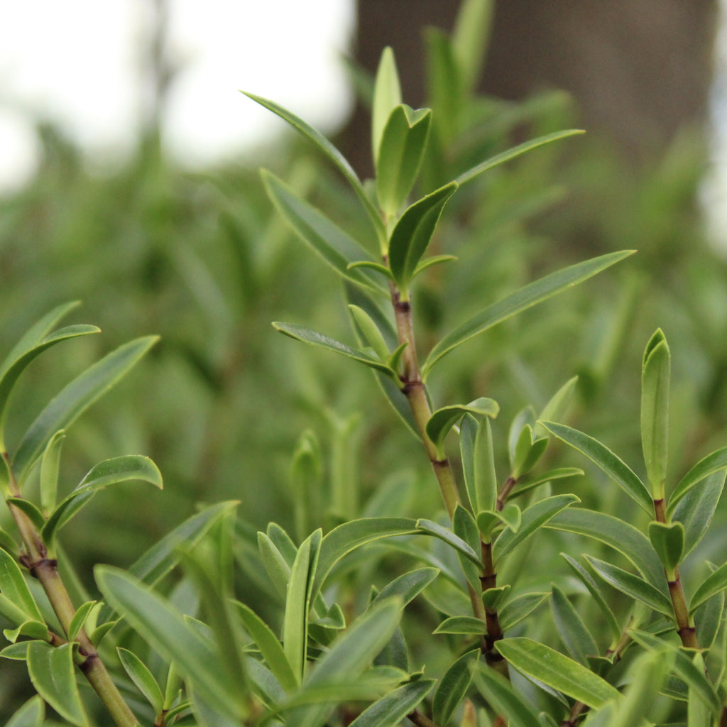 Hebe otari delight Image