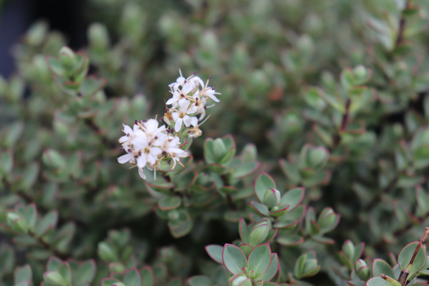 Hebe pimeleoides glauca