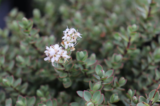 Hebe pimeleoides glauca