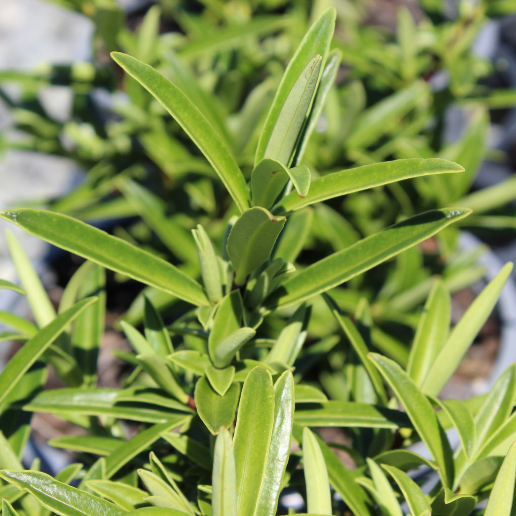 Hebe townsonii Image